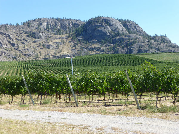 Wine Country: Famous Wine Regions